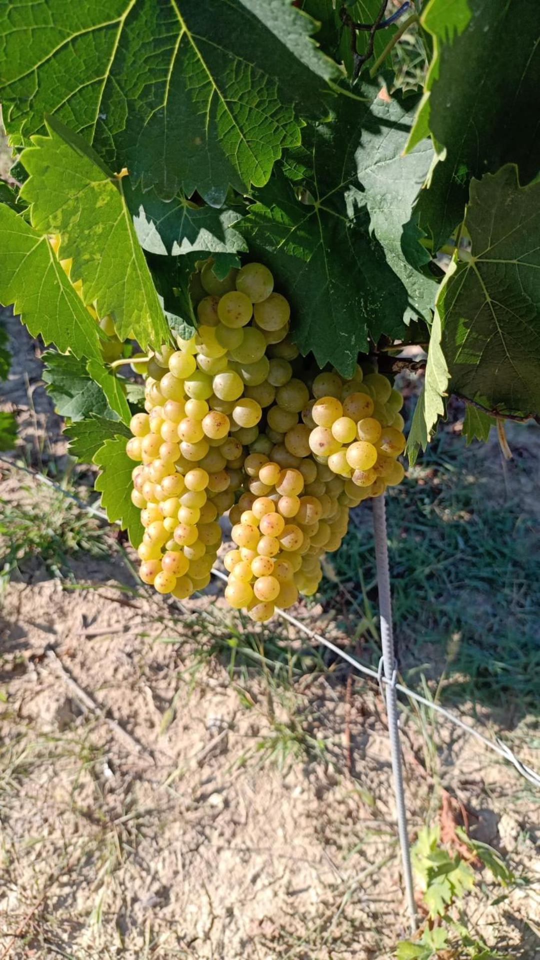 Agriturismo Vecchio Torchio Canelli Ngoại thất bức ảnh